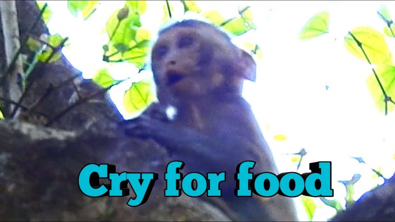 OMG! Poor Alba very hungry,she cry for food, so we try to call her too eat but she doesn't come.