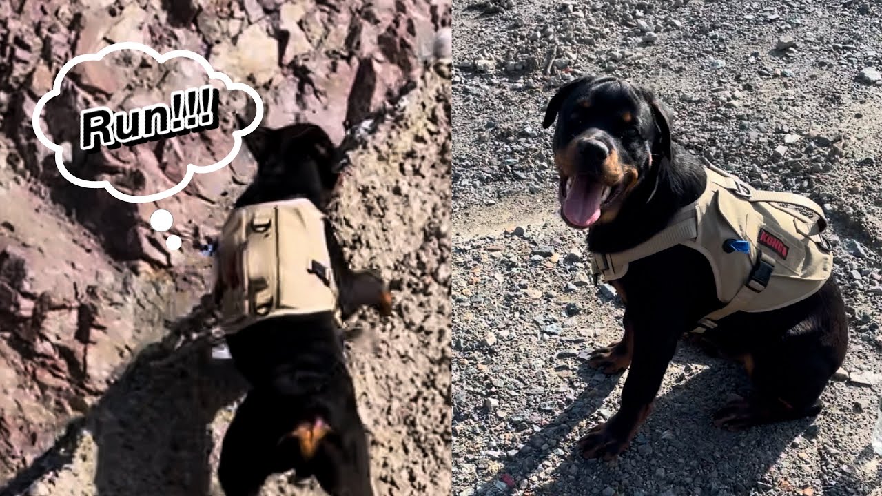 Dogs That Climb Rocks Dogs first time sandy rock climbing 🧗 - YouTube