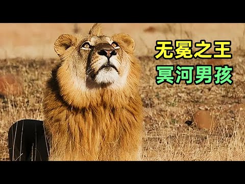 無冕之王冥河男孩，悲壯的獅生直擊心底，化身獅中劍客為姐復仇，雖敗猶榮 #獅子王國