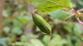 Exploding Seed Pod - Slow Motion