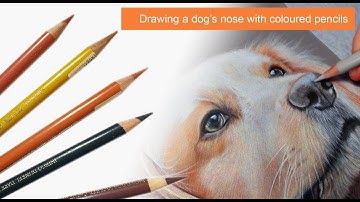 Drawing a dog