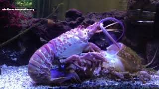 California Spiny Lobster Molting