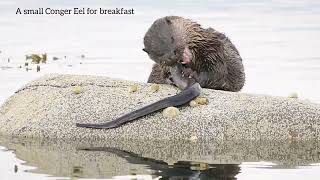 Otters of the Isle of Bute