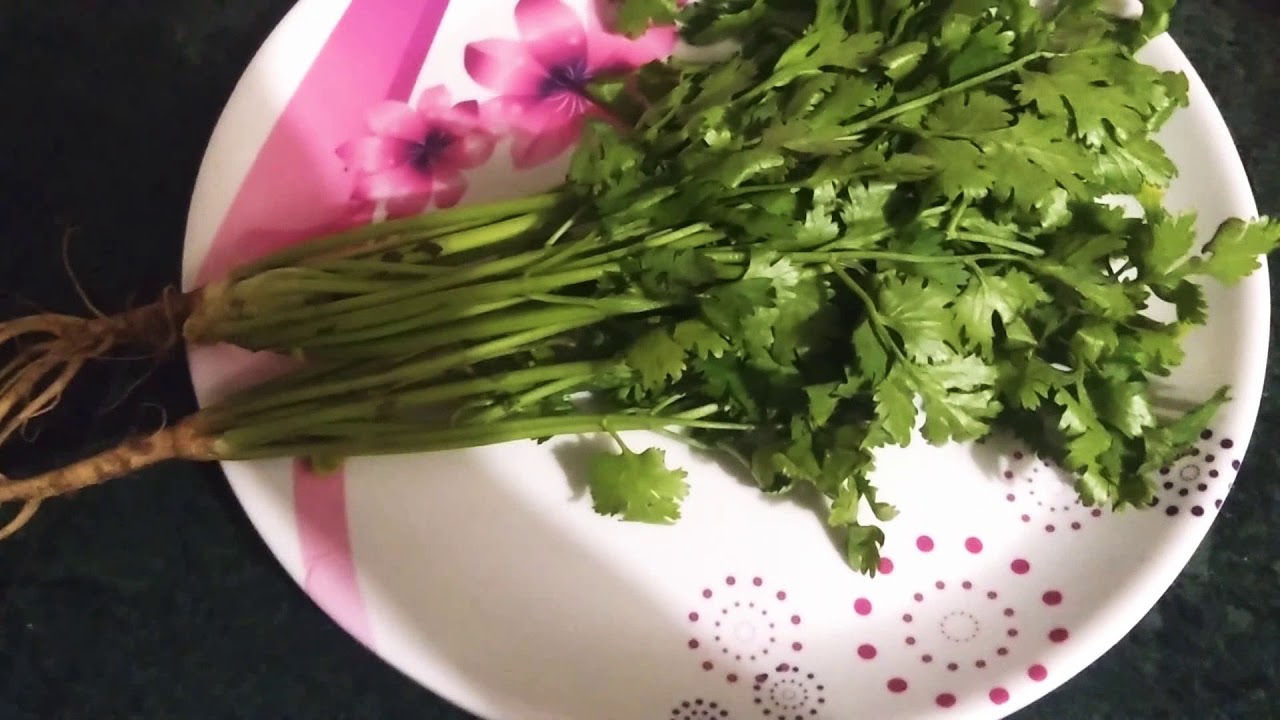 How to preserve coriander leaves (dhaniya) for longer time YouTube