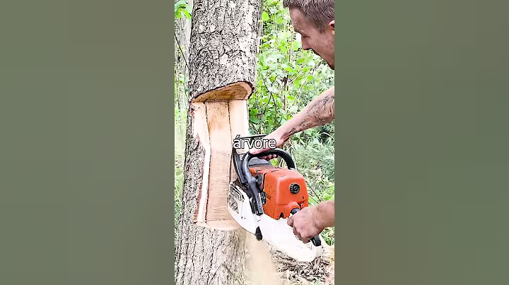 Assim Que Corta Árvore?