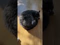 Daily AI Cat 0063 Walked Around