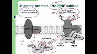 Lecture 5 Amino Acids, Peptides, and Proteins Part 2