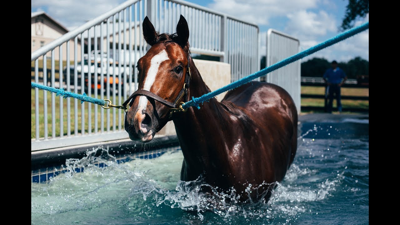 Equine Performance Center Tour YouTube
