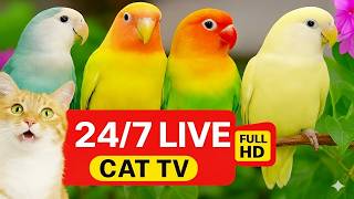 🔴Live bird live stream for cats | love birds sounds🎵🔊 | Lovebird Singing & Chirping | cat tv, screenshot 5