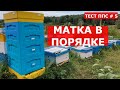 ОТБОР МЁДА/ФОРМИРОВАНИЕ ГНЕЗДА/МУРАВЬИНАЯ КИСЛОТА/РЕЗЮМЕ ПО СЕЗОНУ/ пчеловодство с Lyson