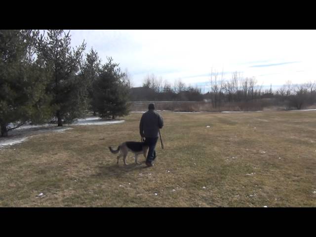 Elgin Dog Training Karl the German Shepherd with Suburban K9!