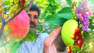 : Village Harvest: Secrets of Picking Apples and Plums , Walnuts and Grapes