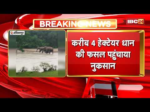 Ambikapur News : 14 हाथियों के दल ने मचाया उत्पात | करीब 4 हेक्टेयर धान की फसल पहुंचाया नुकसान
