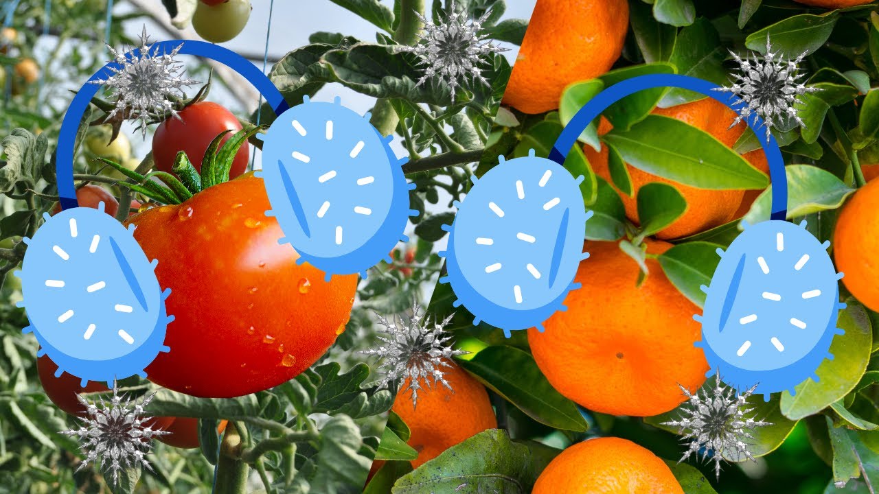 Winterize Your Plants. DOES THIS WORK?!?! YouTube