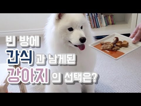 방에 강아지와 간식만 두고 나와 보았습니다 (<strong>feat</strong>. 사모예드) l I left my dog in a <strong>room</strong> with its treats