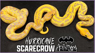 Hurricane Scarecrow Clutch! - Background & 2021 results