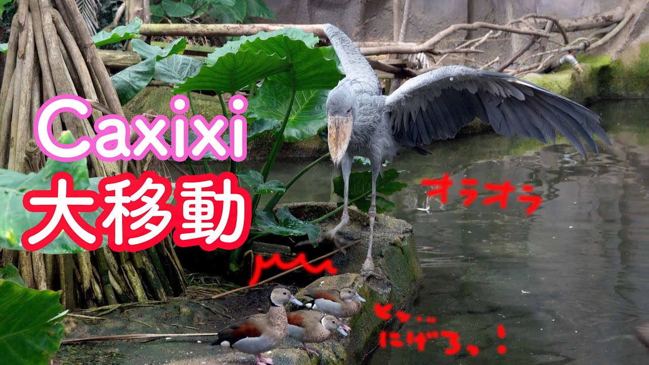 最後まで必見 ハシビロコウのカシシ 島を横断 実況つき Shoebill Caxixi Nasu Animal Kingdom Fly Or Not Youtube