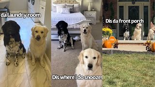 Dogs Give Updated Tour Of New House