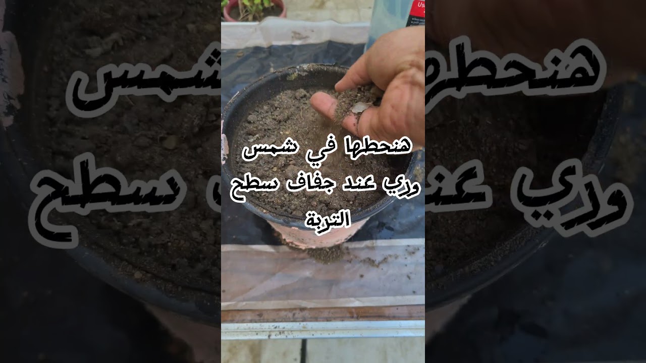 زراعة الجرجير في ثواني 🌿🌸 #اشجار #plants #زراعة_الأسطح #زراعة #اكسبلور #garden #وصفات #حديقة