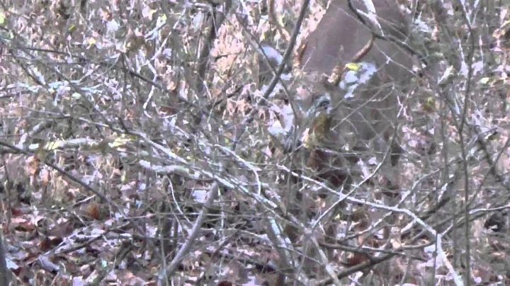 Thanksgiving Day 8pt Buck