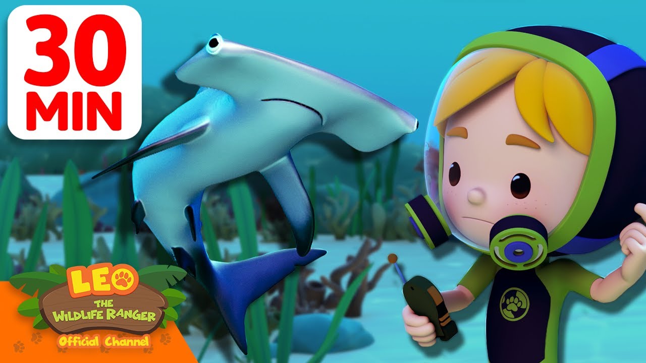 Swimming with Hammerhead Sharks! 🔨🦈 | 30 Min | Leo the Wildlife Ranger | #animals