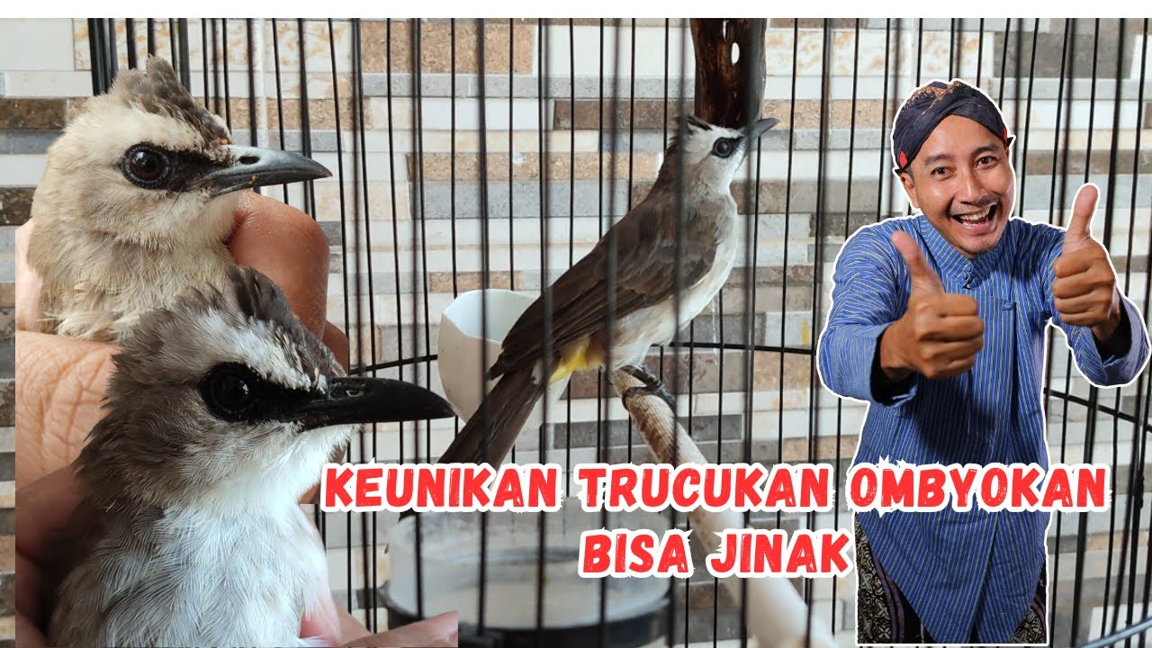 BURUNG TRUCUKAN OMBYOKAN BISA JINAK TOTAL ❗ TAPI 😂