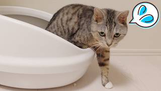 膀胱炎を再発してしまった猫。