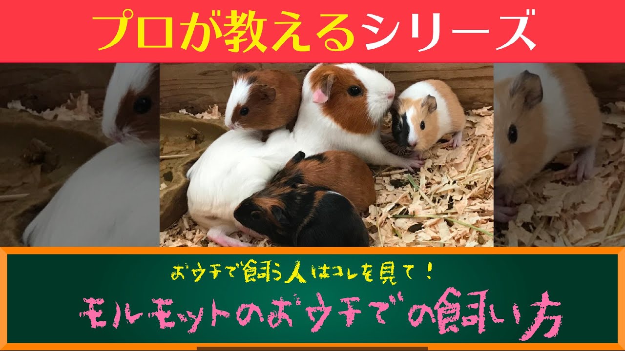 【徹底解説】プロが教えるモルモットのおウチでの飼い方！