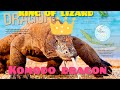 THE KING OF LIZARD 🦎 ||KOMODO DRAGON 🐉 ||