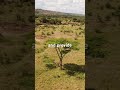 High Protein Feed From Trees and Shrubs in Savannahs