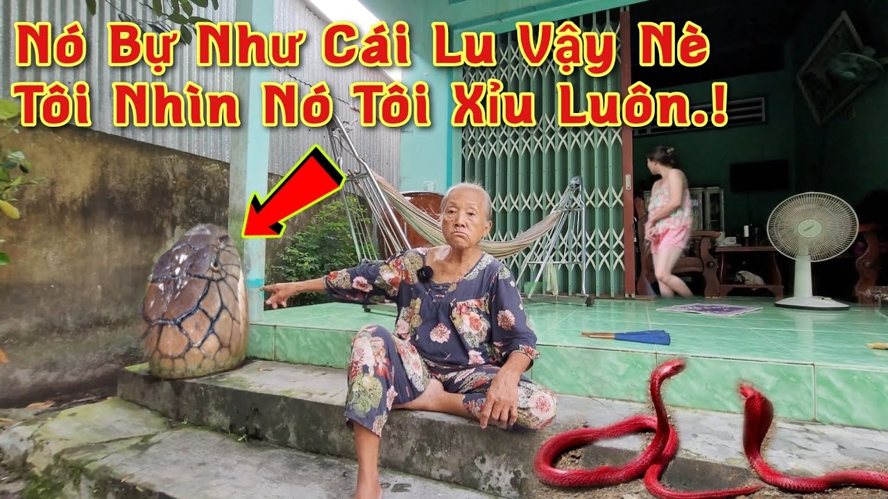 Kinh Hoàng Gặp Rắn Hổ Mây To Bằng Cái Lu Ở Núi Cấm - Câu Chuyện Thót Tim Từ Người Chứng Kiến