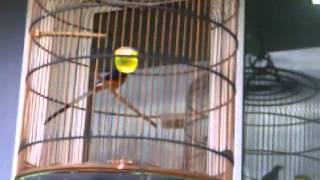 shama new young Belum bird.... screenshot 5