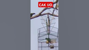 BIRD TRAP #cakijo #pikatburung #trap #birds #ijo #green #fyp #short #video #2024 #branch #ranting