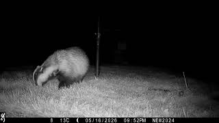 16th May 2026 Boris the badger