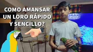 Cómo amansar un loro?Que puedo hacer para que no me pique mi loro agresivo?Aquí te lo digo