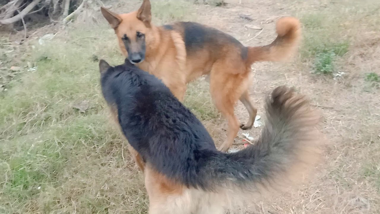 2 German Shepherd Real Fight Youtube 