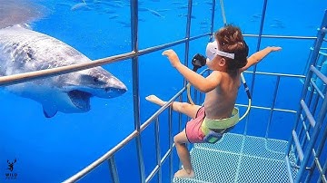 Sharks Smell A Drop Of Human Blood 😳