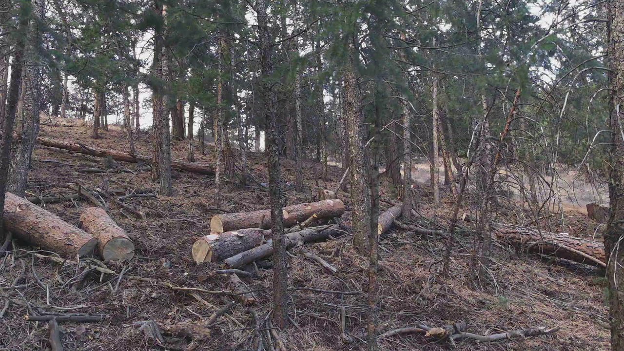 Day 47 - More Logging - Colorado Log Cabin Build