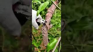 Кольцевание