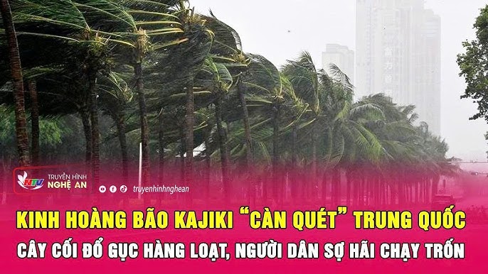 Bão Kajiki Tàn Phá Nghệ An: Thiệt Hại Nặng Nề Sau Cơn Cuồng Phong