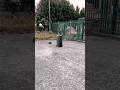 JBL PartyBox 710 - Panda🐼 Outdoors Test 🌳#speaker #bass #viral