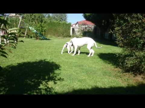 Dogo Argentino vs Staffordshire Bull Terrier - Want to play ?