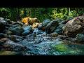 Gentle Jungle Stream Sounds for Deep Relaxation