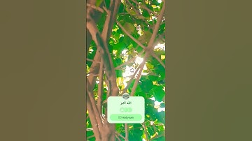 #القارئ عبد الرحمن مسعد #quran #اكسبلور #لايك #الرحمن #الدال_على_الخير_كفاعلة #ا #ترند #duet
