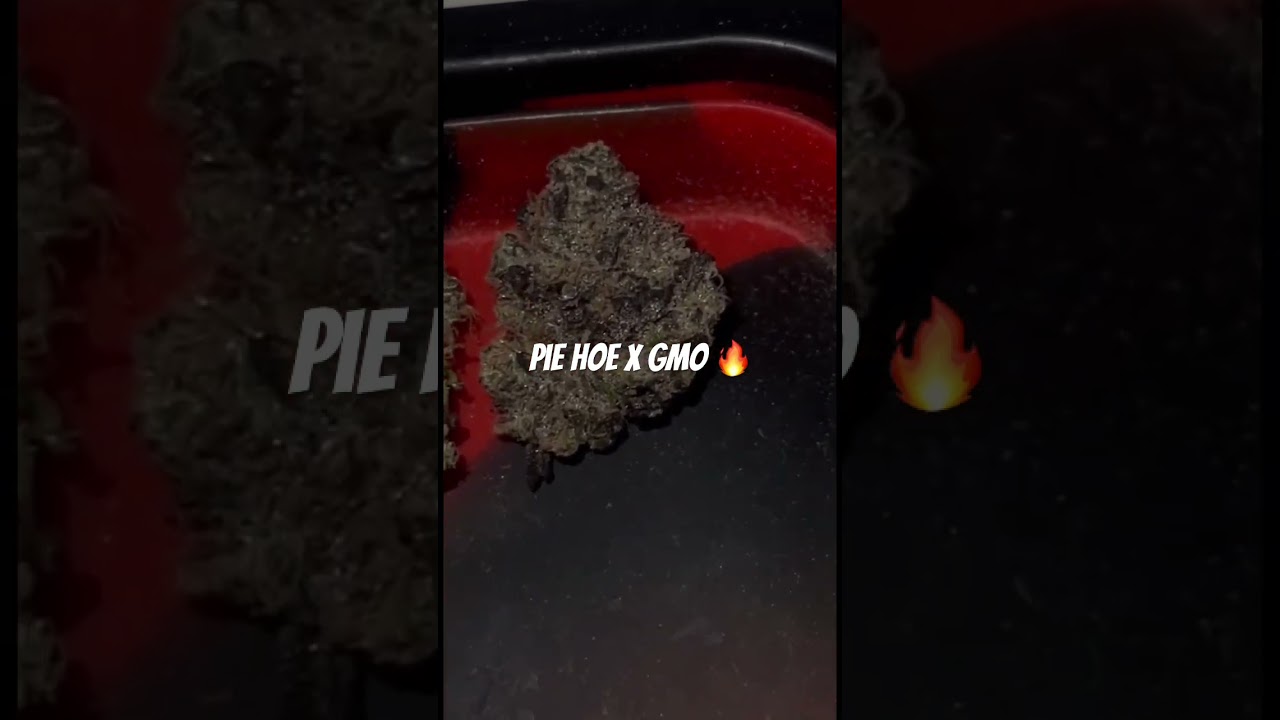 Pie hoe x gmo grown in nyc indoor legally 🔥