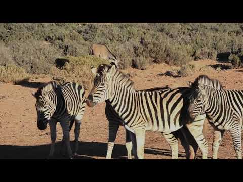 Video: Zebras Pīrāgs