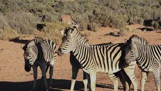 zebra mating mod