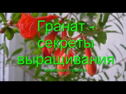 Видео: Зимний уход за гранатовыми деревьями - Советы по перезимовке гранатовых деревьев