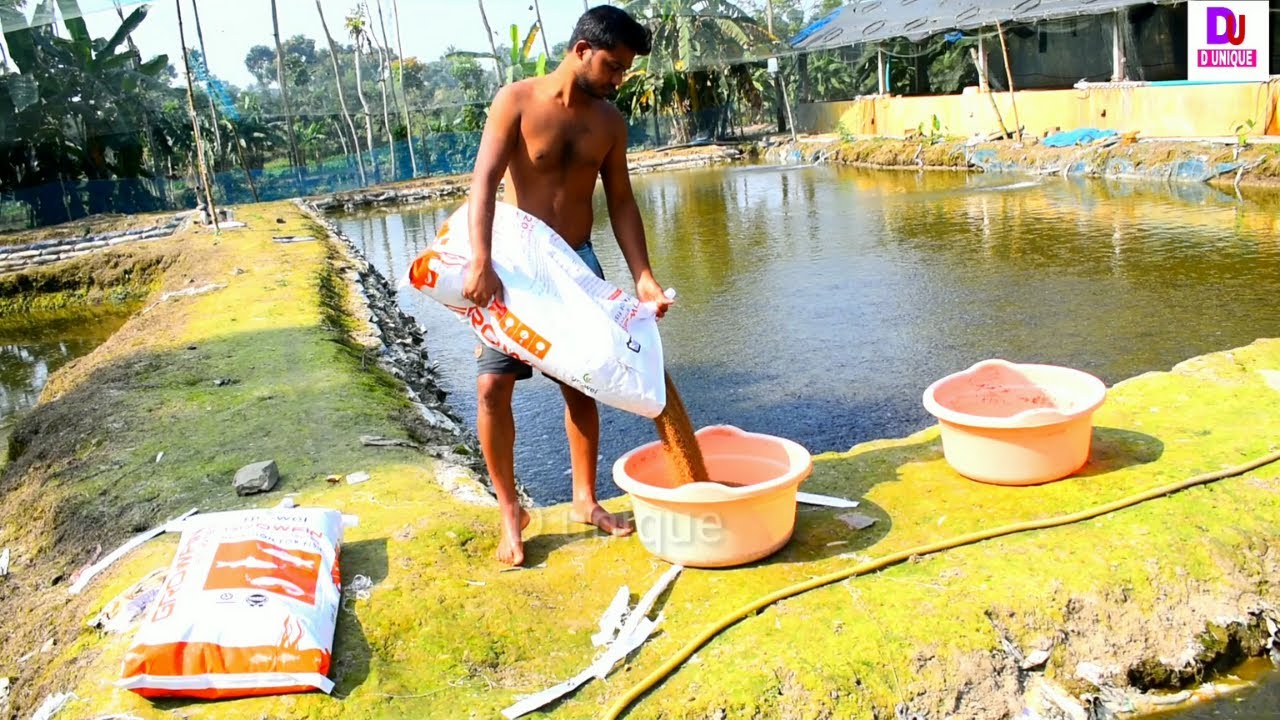 Indian Catfish Farming Business Unique System Eating Food In Fish