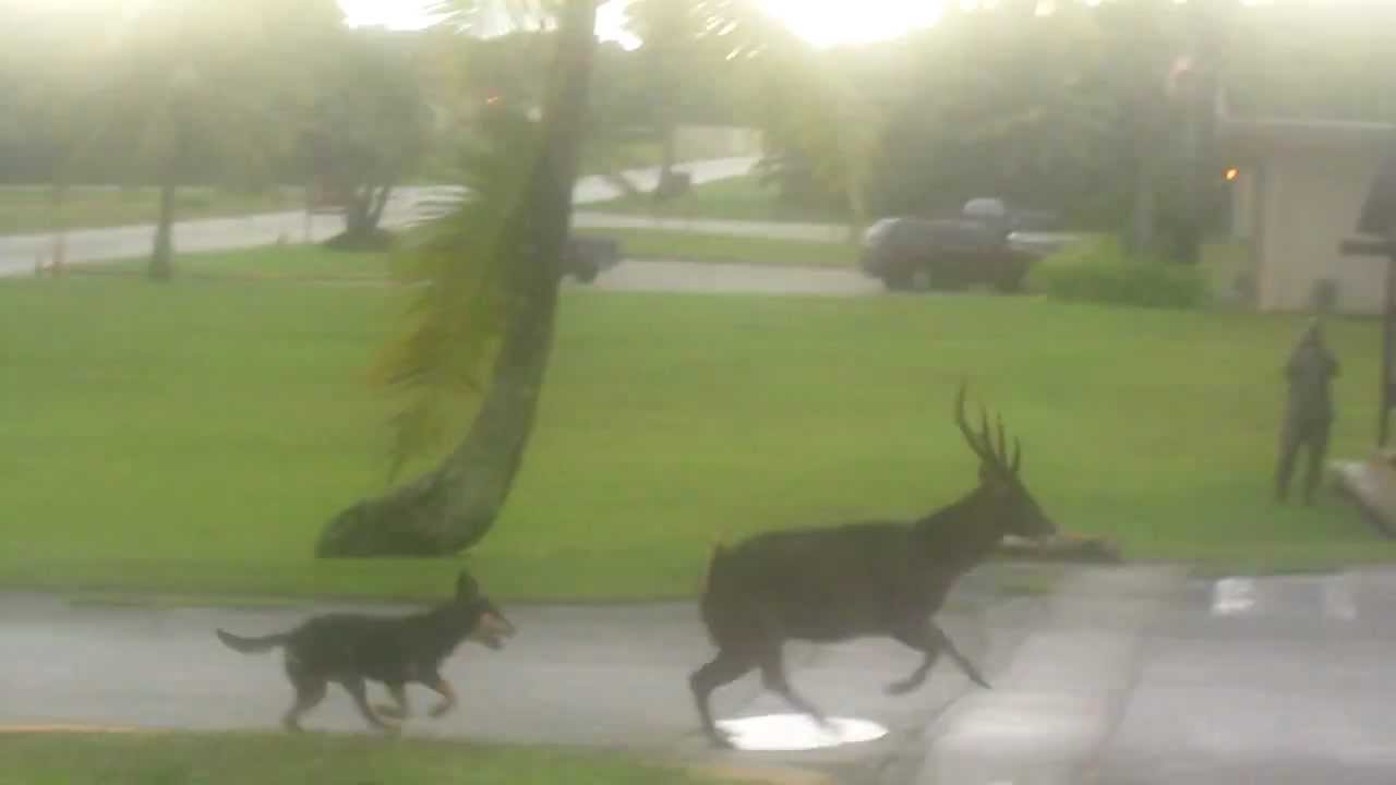wild dogs chasing deer on Guam Anderson base YouTube